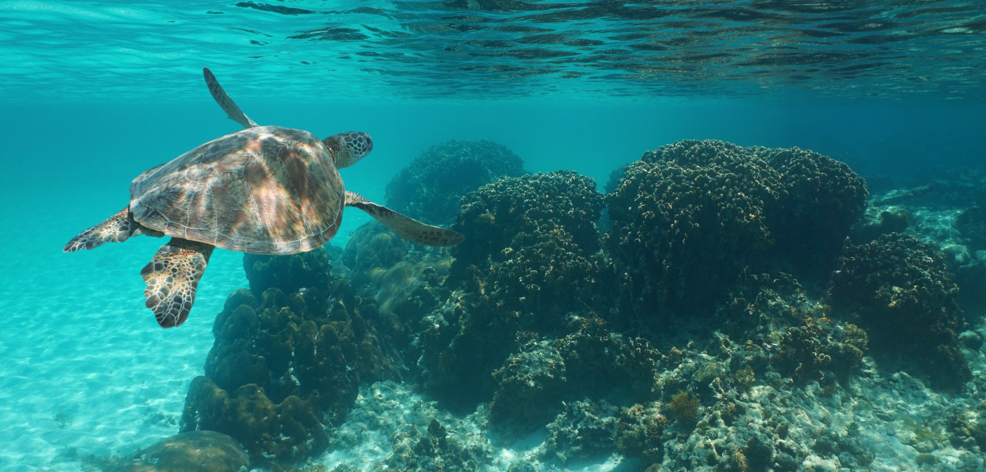 horizon-stars-costa-rica-turtles